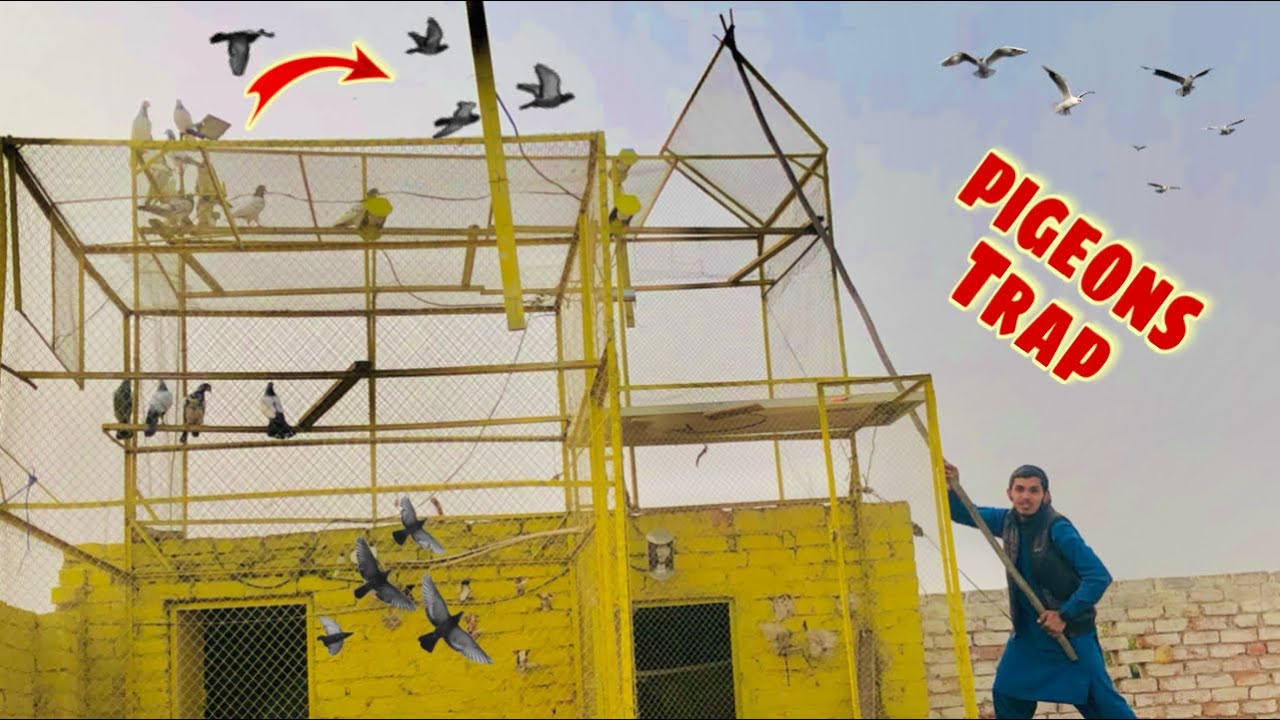 Pigeons Trap 🪤 kr lie🥰 Easy pigeon trap in House🥳