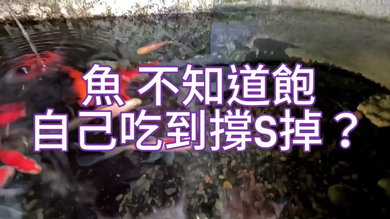 魚會不會把自己吃撐到S掉？玉如意 金魚戶外缸