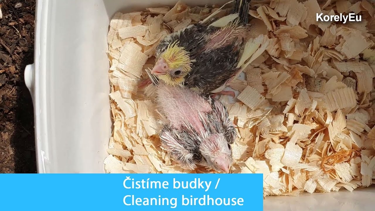 Čištění budek / Cleaning birdhouse │KorelyEu