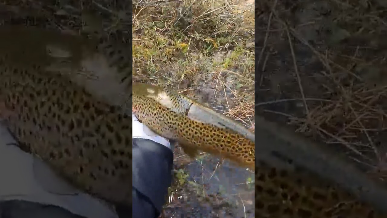 Fue dificil sacar esta trucha. pesca con mosca en ríos del sur de chile 