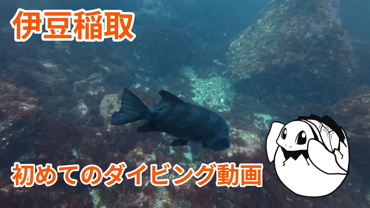 【水中動画】伊豆稲取_藤三_初めてのダイビング動画_20251122