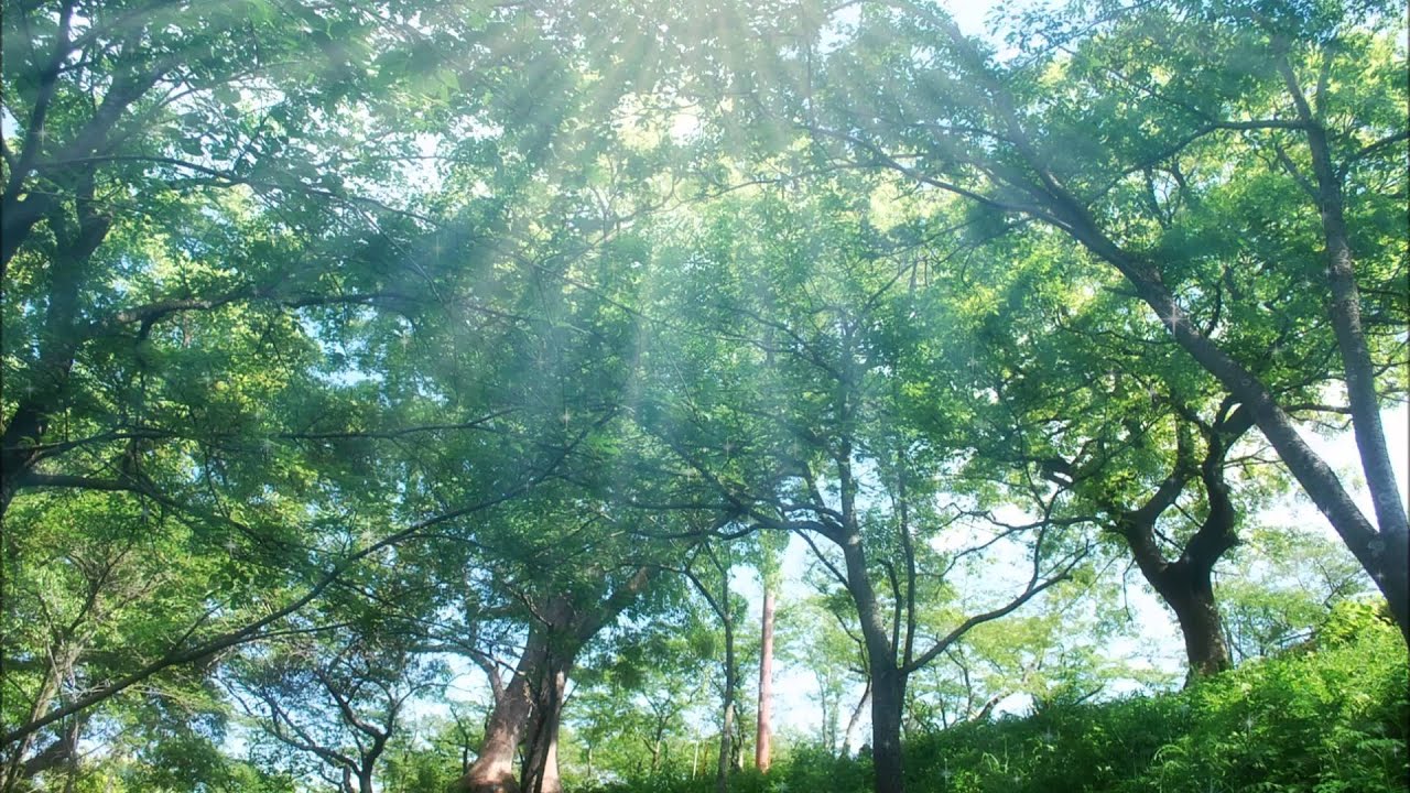 リスト: 詩的で宗教的な調べ：第3曲｢孤独の中の神の祝福｣ ［ナクソス・クラシック・キュレーション #ファンタジー］
