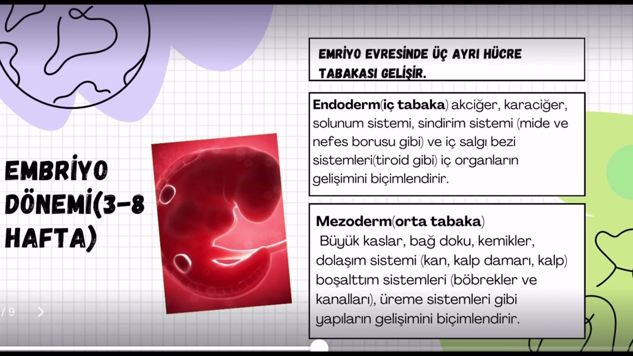 Okul Öncesi ÖABT/ Erken Çocukluk Döneminde Gelişim-5