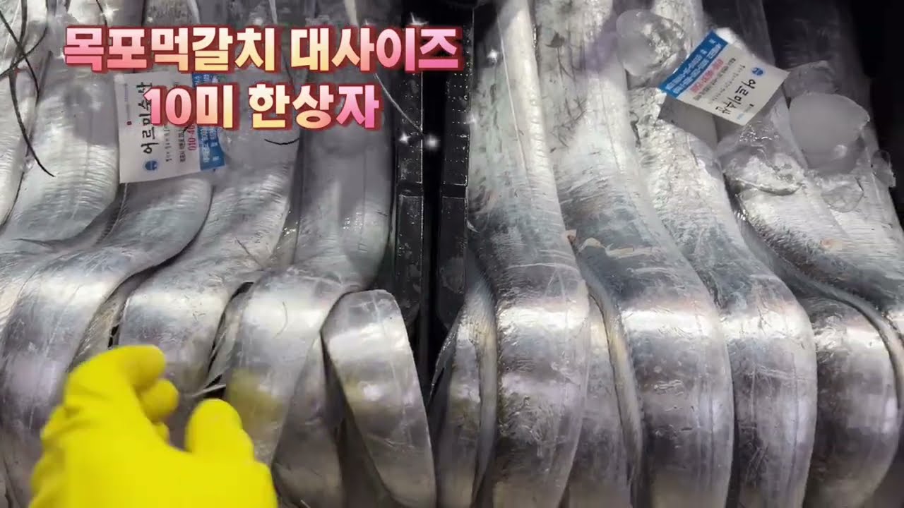 목포먹갈치 가격 폭락 사태?? 한상자 10미 먹갈치 대박!