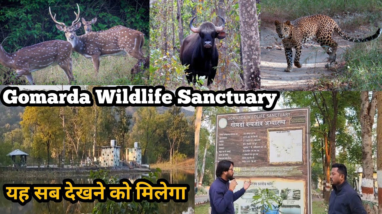 Gomarda Wildlife Sanctuary | 🫎🐆 Chattisgarh Wild Buffalo | 🐂 यहाँ सब कुछ देखने को मिलेगा📍💯😳