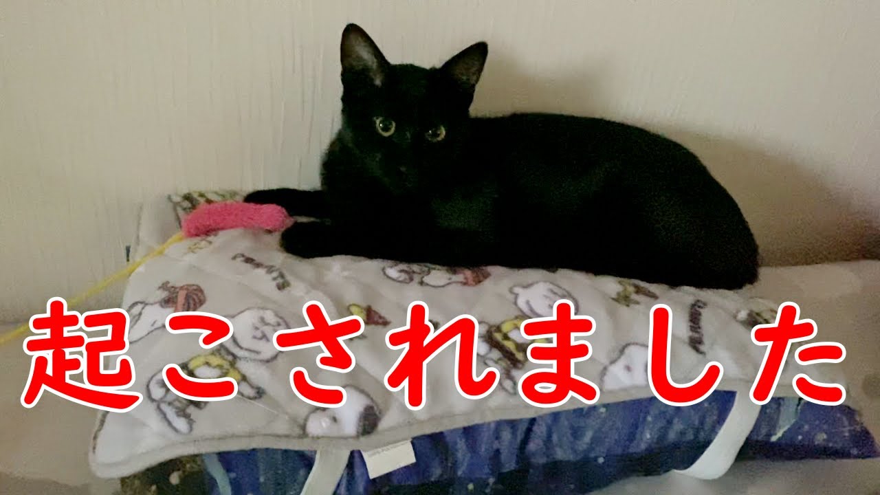 朝に黒猫が枕元におもちゃを持ってくるので投げると犬みたいに持ってきました