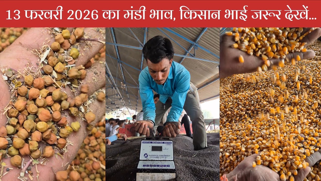13 फरवरी 2026, शुक्रवार का मंडी भाव 🔥 कृषि उपज मंडी खातेगांव से LIVE ❤️