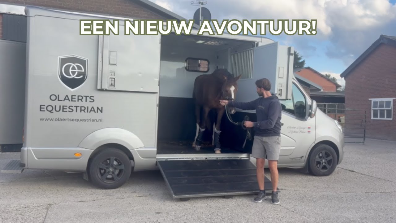 Onze jonge hengst gaat naar dezelfde stal als Uricas! 🤩