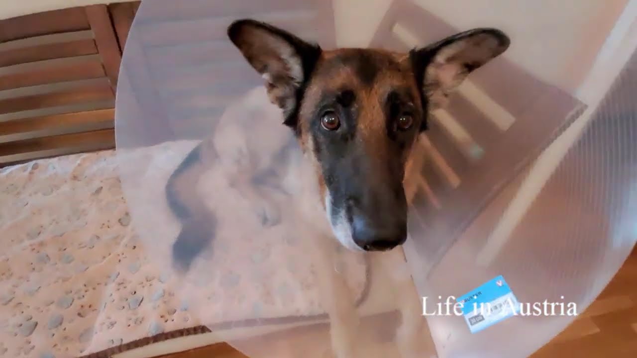 Halskragen für Hunde