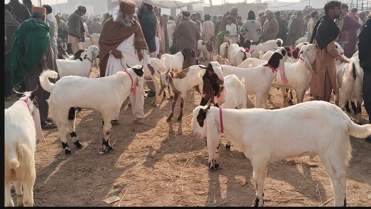 Derahki bakro k mehndi ki update 2026 k liy
