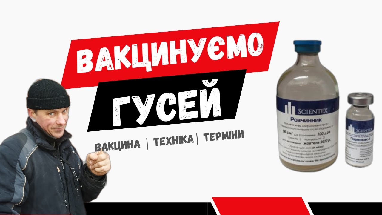 Вакцинація гусей від вірусного ентеріту