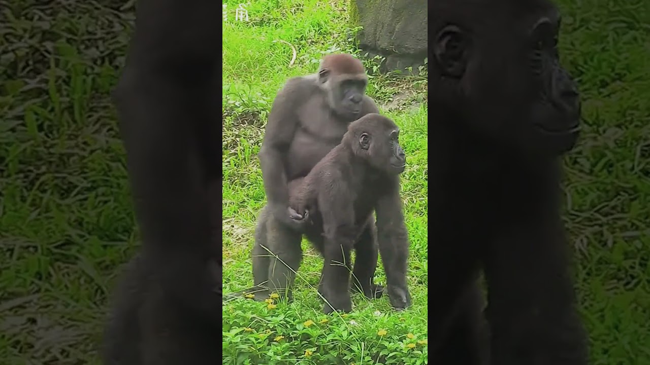 #Gorilla #ZooAnimals #AnimalShorts #FunnyAnimals #Wildlife