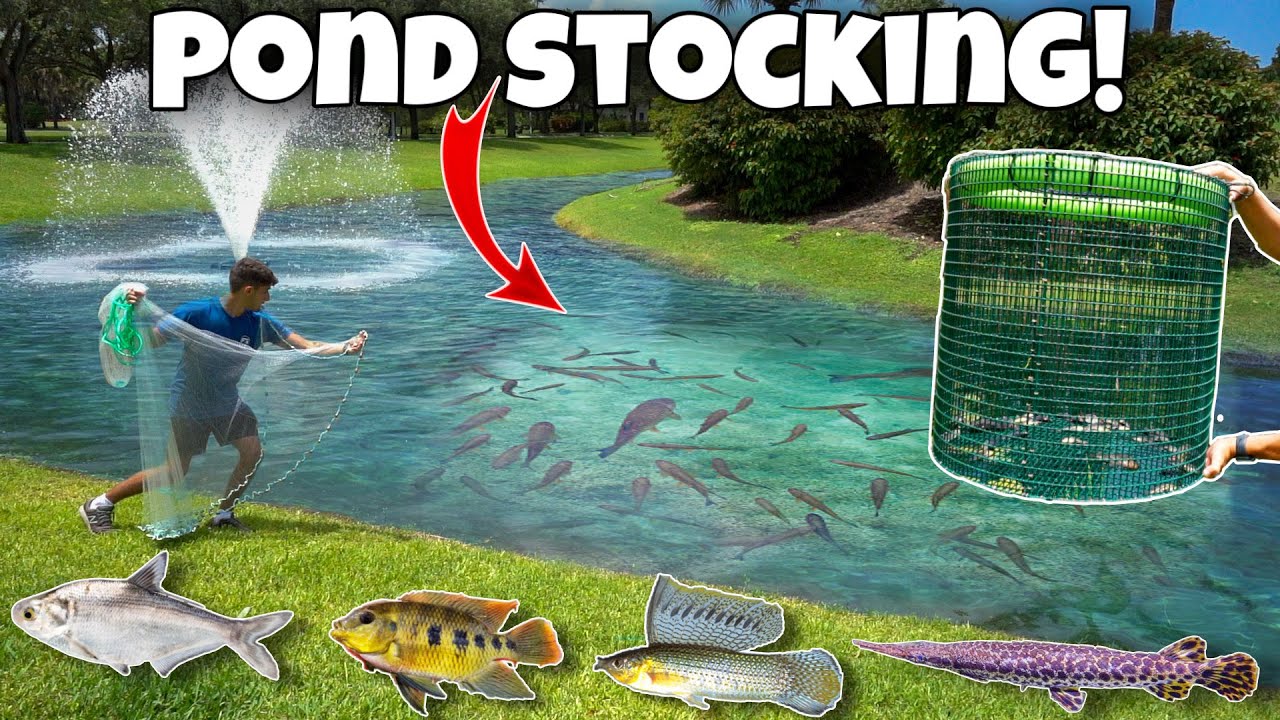 Netting HUNDREDS Of FISH For My NEW POND BAIT PEN!!