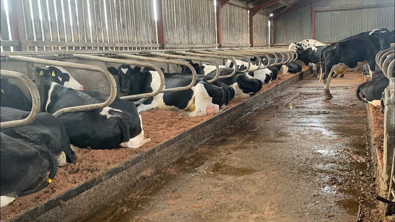 Home improvements for the cows. Putting sand beds into the cubicles