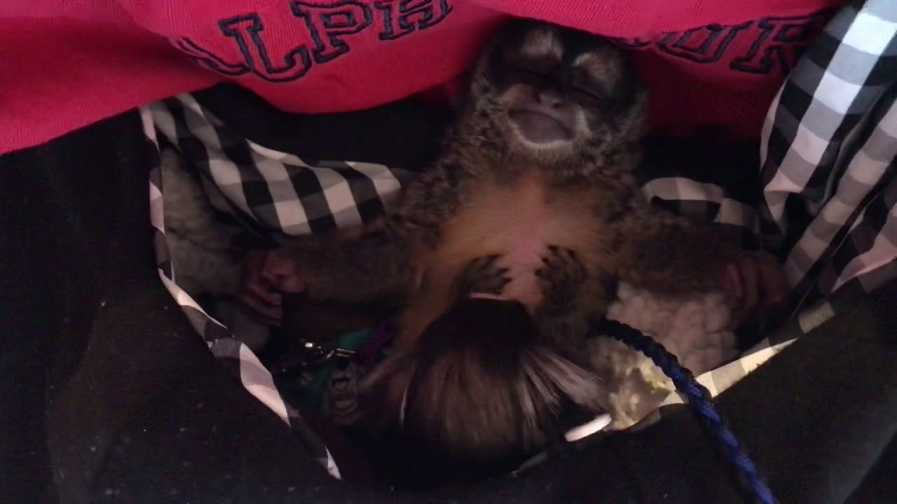 Marmoset grooming an Owl Monkey