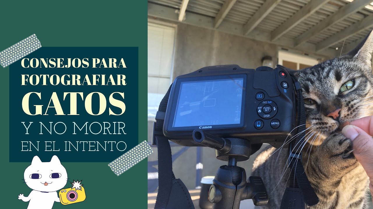 Consejos para Fotografiar gatos [Y no morir en el intento]