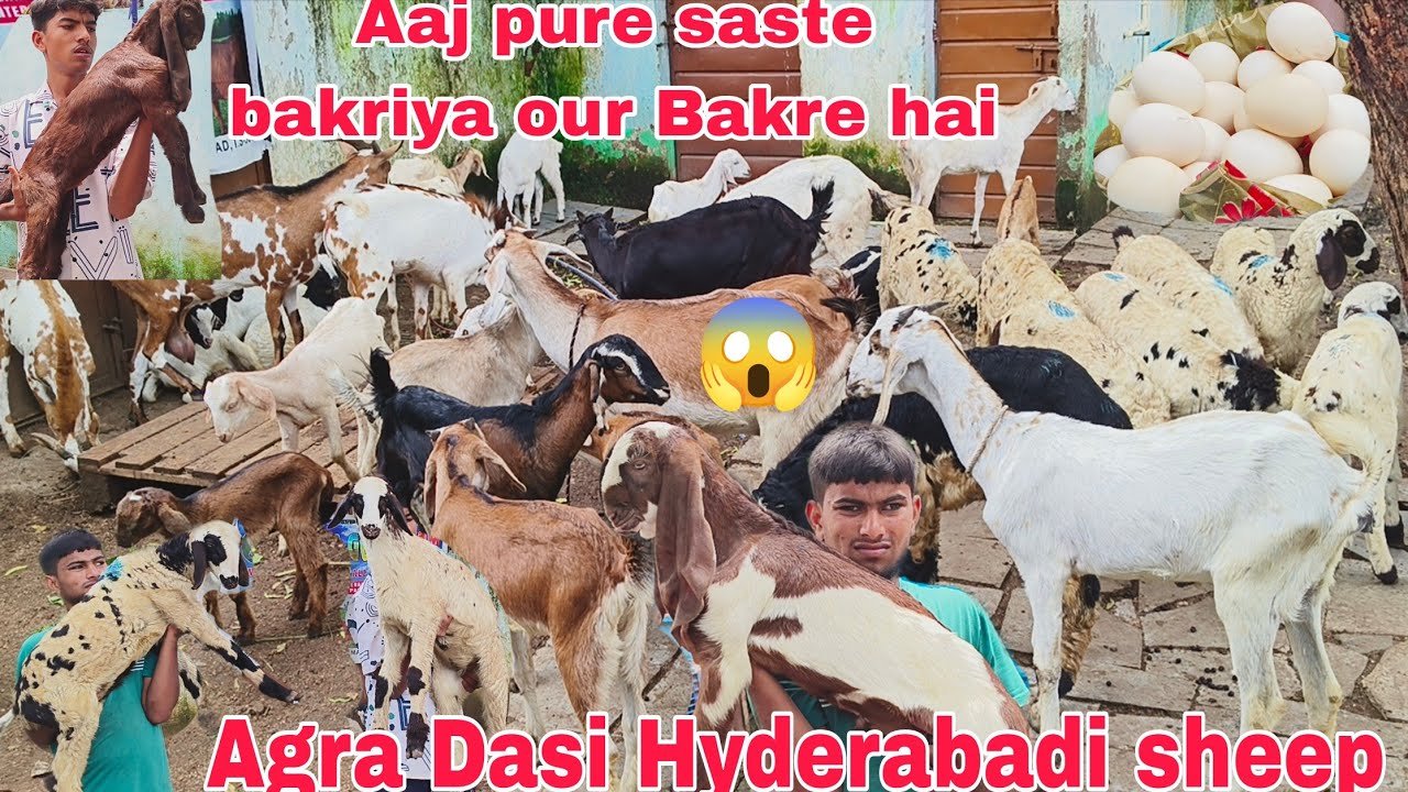 Sasta collection hai Hyderabadi aur desi Agra male female available in Hyderabad 
