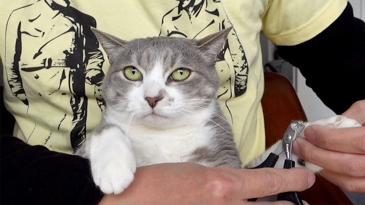 猫的ネイルサロン（爪切り） - Trimming a Cat's Claws -