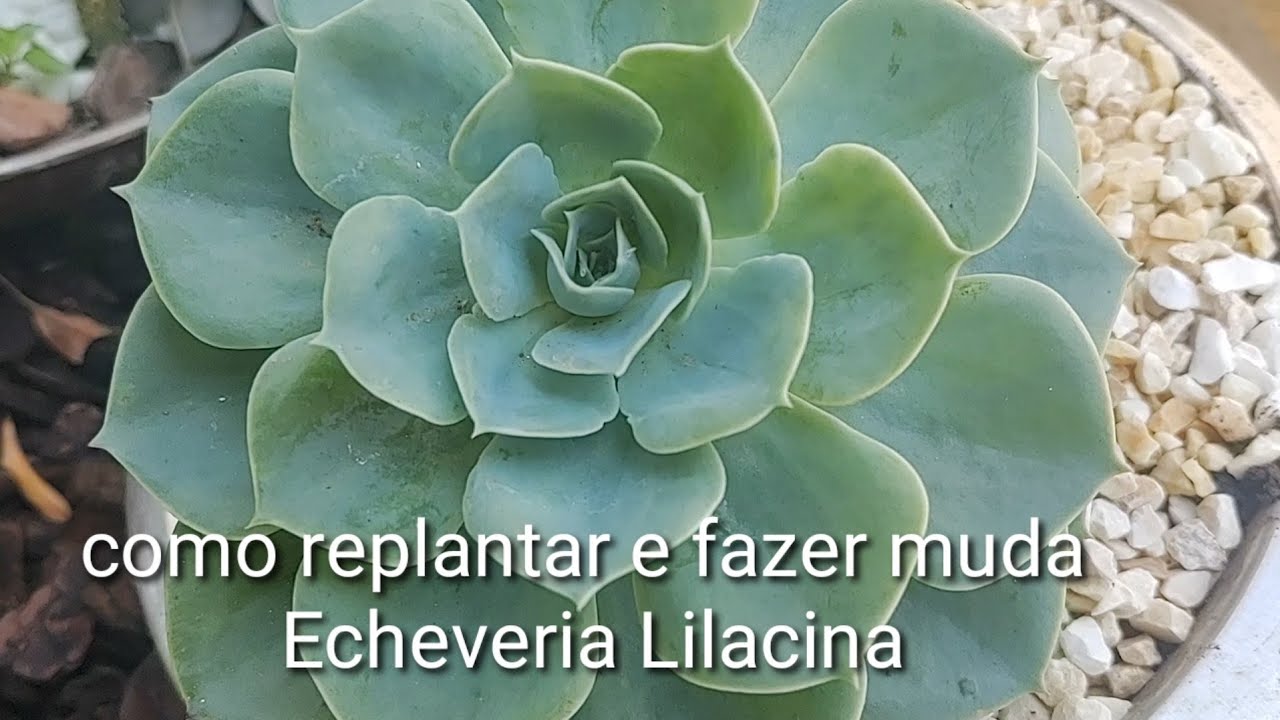 COMO FAZER MUDA DE ECHEVERIA LILACINA - MUDA DE SUCULENTAS - LILACINA COMO CUIDAR -  DIY PAISAGISMO