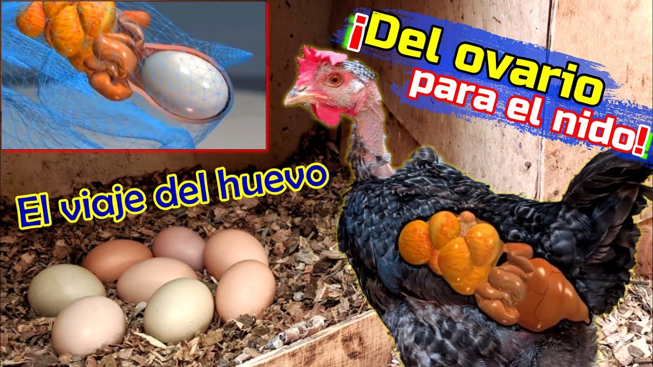▶ Conoce como se forma un huevo dentro de la Gallina 🥚🐔 | Curiosidades