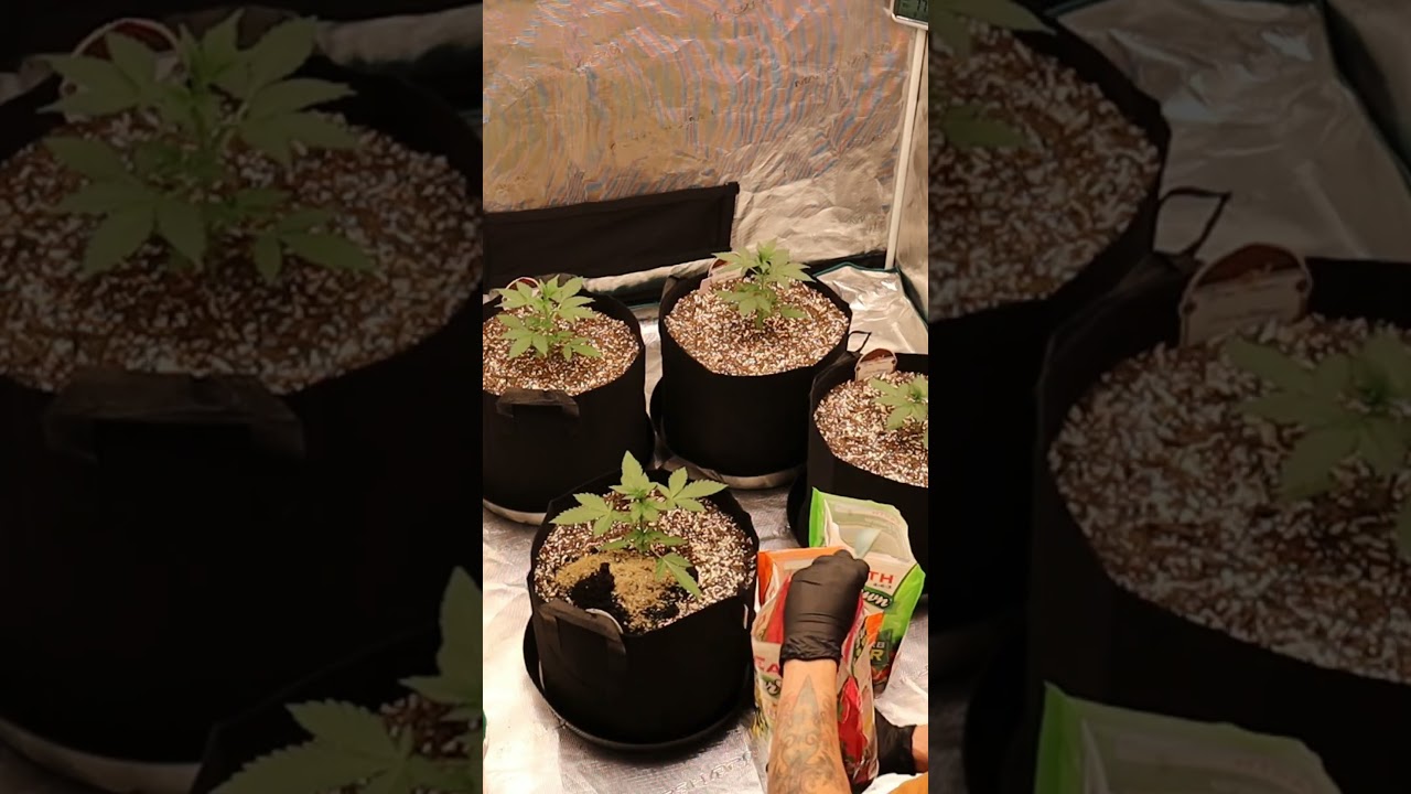 Seed To Harvest-  Blue Power | Mars Hydro FC-E8000