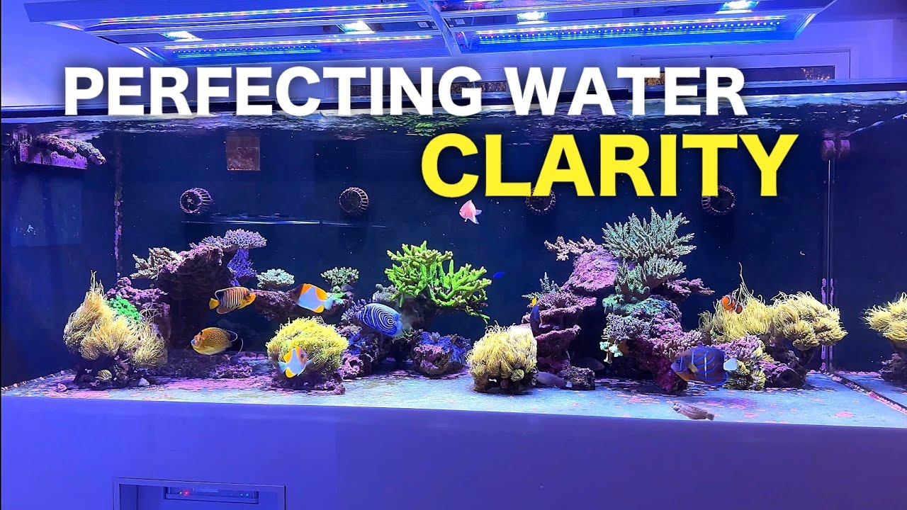 EASY ways to improve water clarity in your reef tank!
