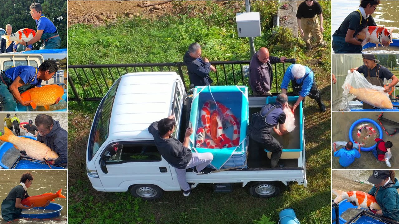 JUMBO KOI TRIP, BEST COMPILATION of JUMBO KOI FISH HARVEST in the BIRTH-PLACE of NISHIKIGOI
