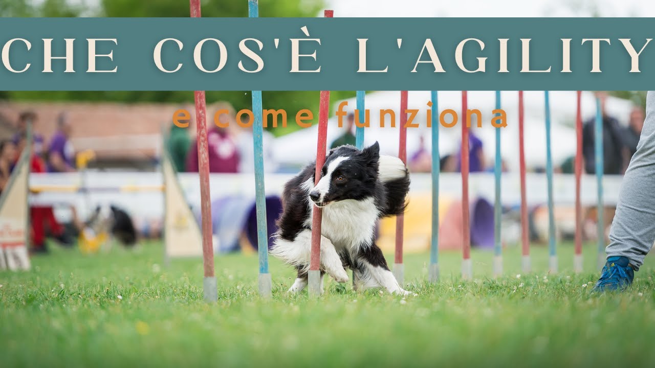 CHE COS'E' L'AGILITY🐶 #agilitydogitalia