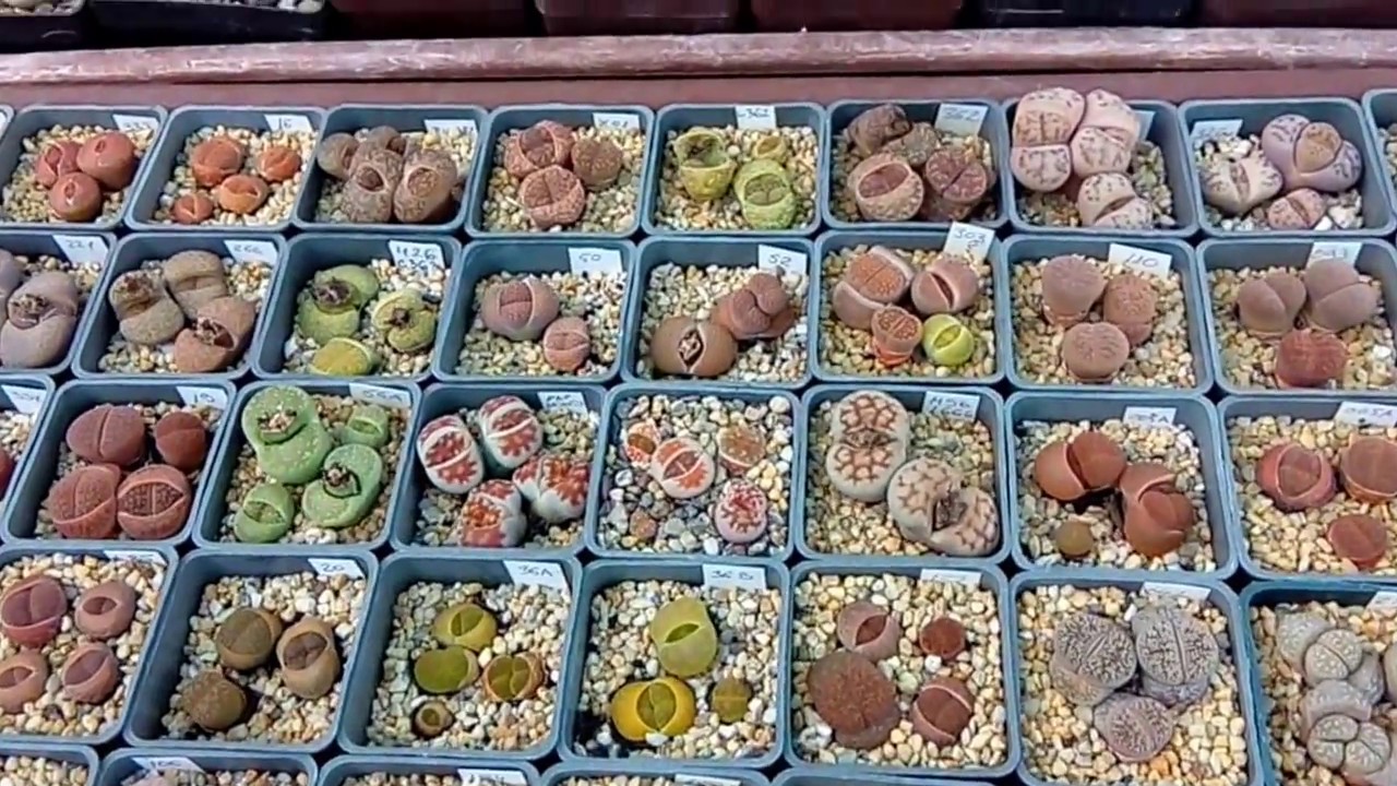 Lithops & Haworthia collection 2018.
