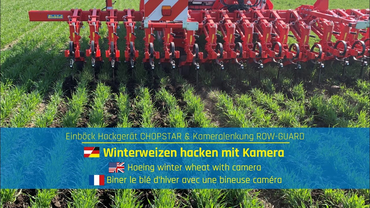 Winterweizen hacken | Hoeing winter wheat | Biner le blé d'hiver | Einböck CHOPSTAR & ROW-GUARD