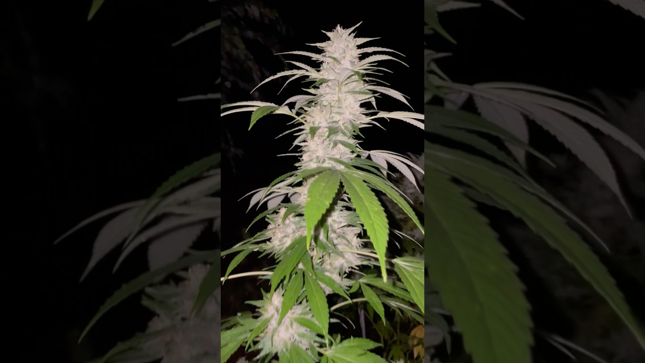 Cannabis Colas stacking up