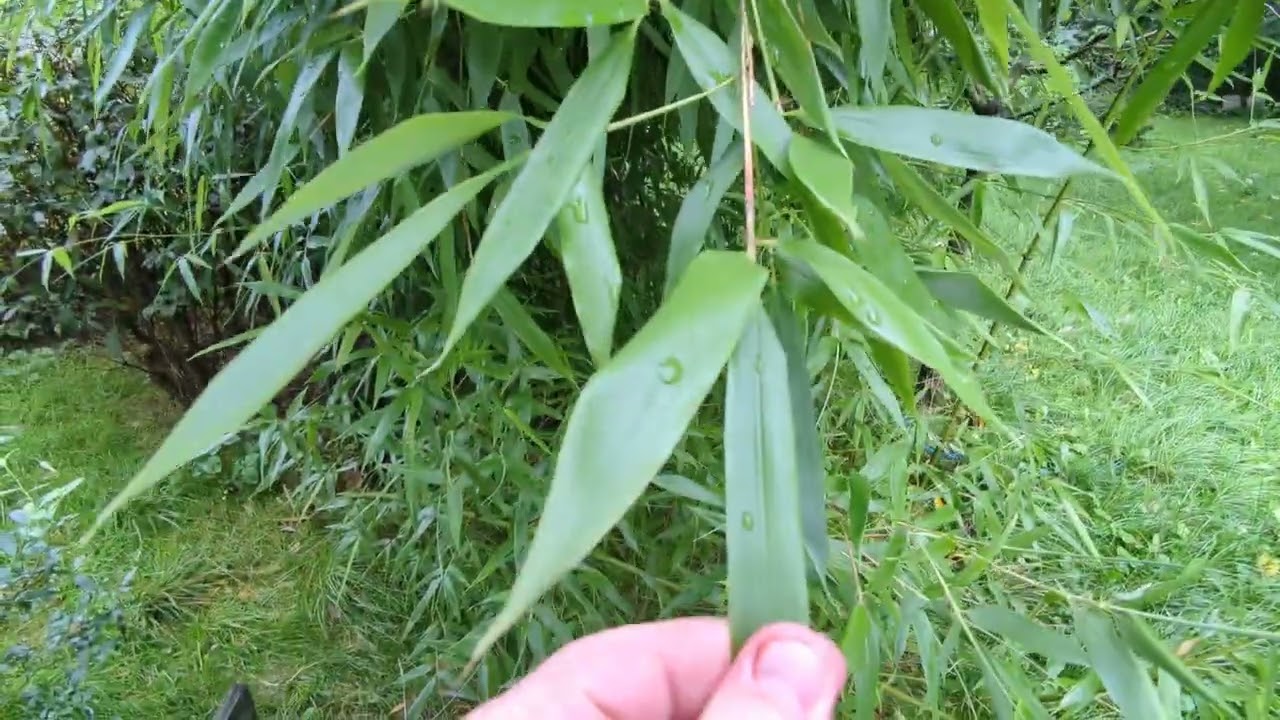 Bambus Phyllostachys Viridiglaucescens 20.08.2023r