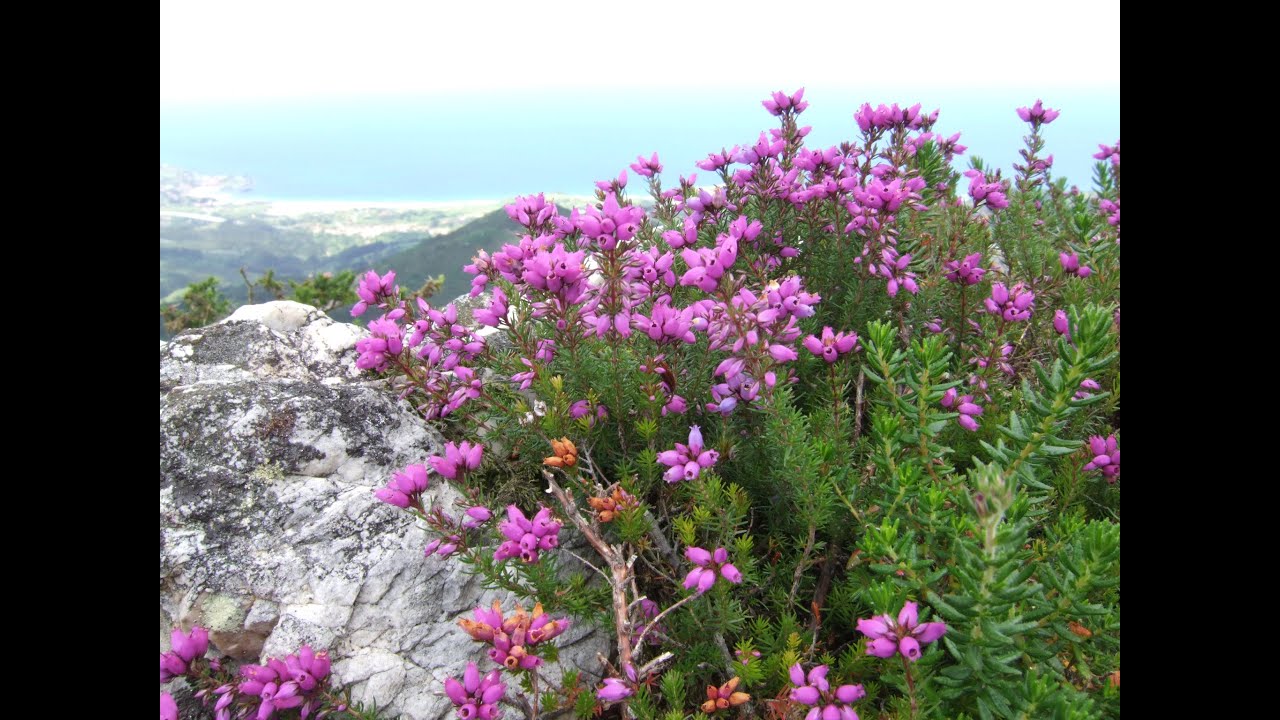 Heaths and Heathers Growing Basics