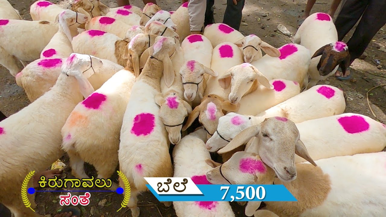 ಕಿರುಗಾವಲು ಮರಿ ಸಂತೆ Kirugavalu sheep and goats market part 2