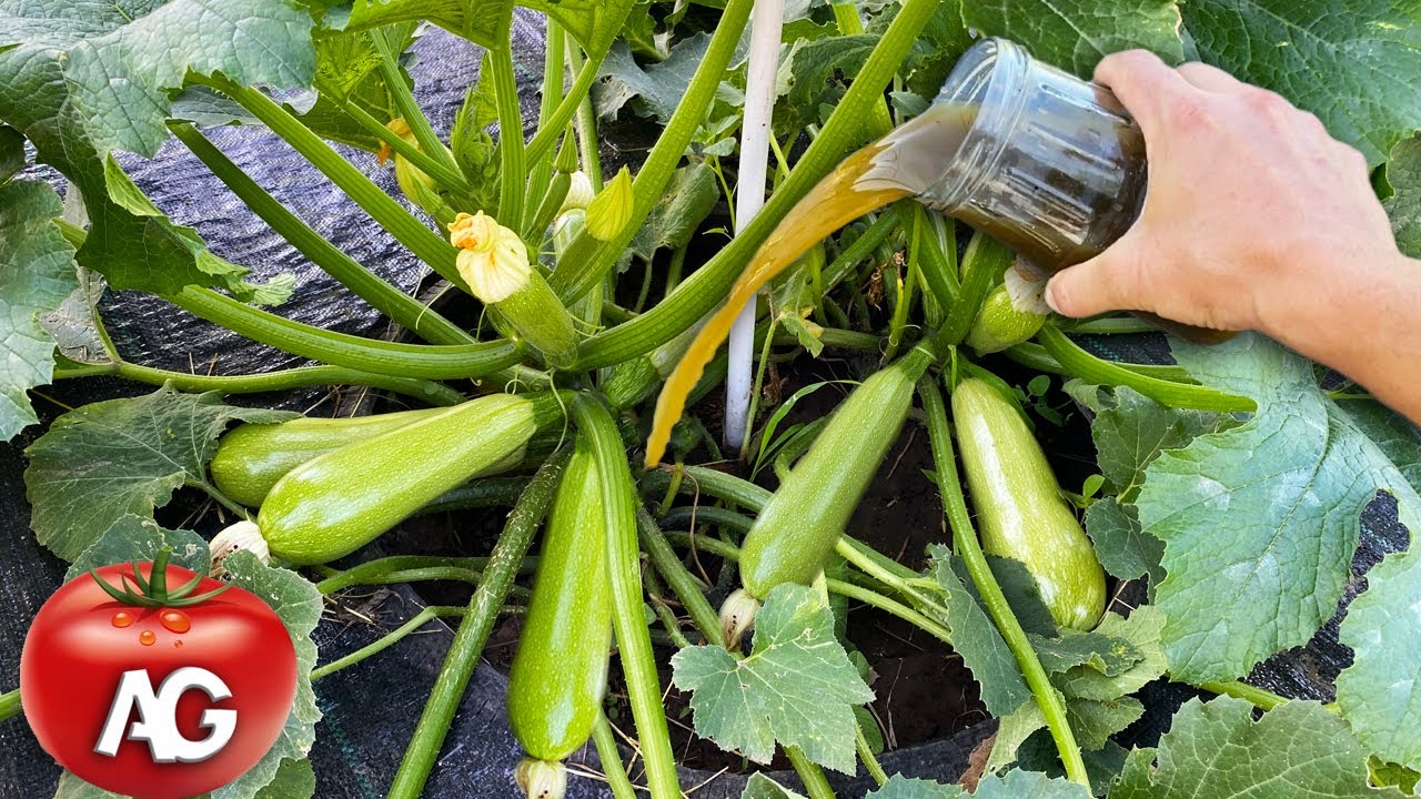We feed zucchini this way once every two weeks and reap a bountiful harvest every day!