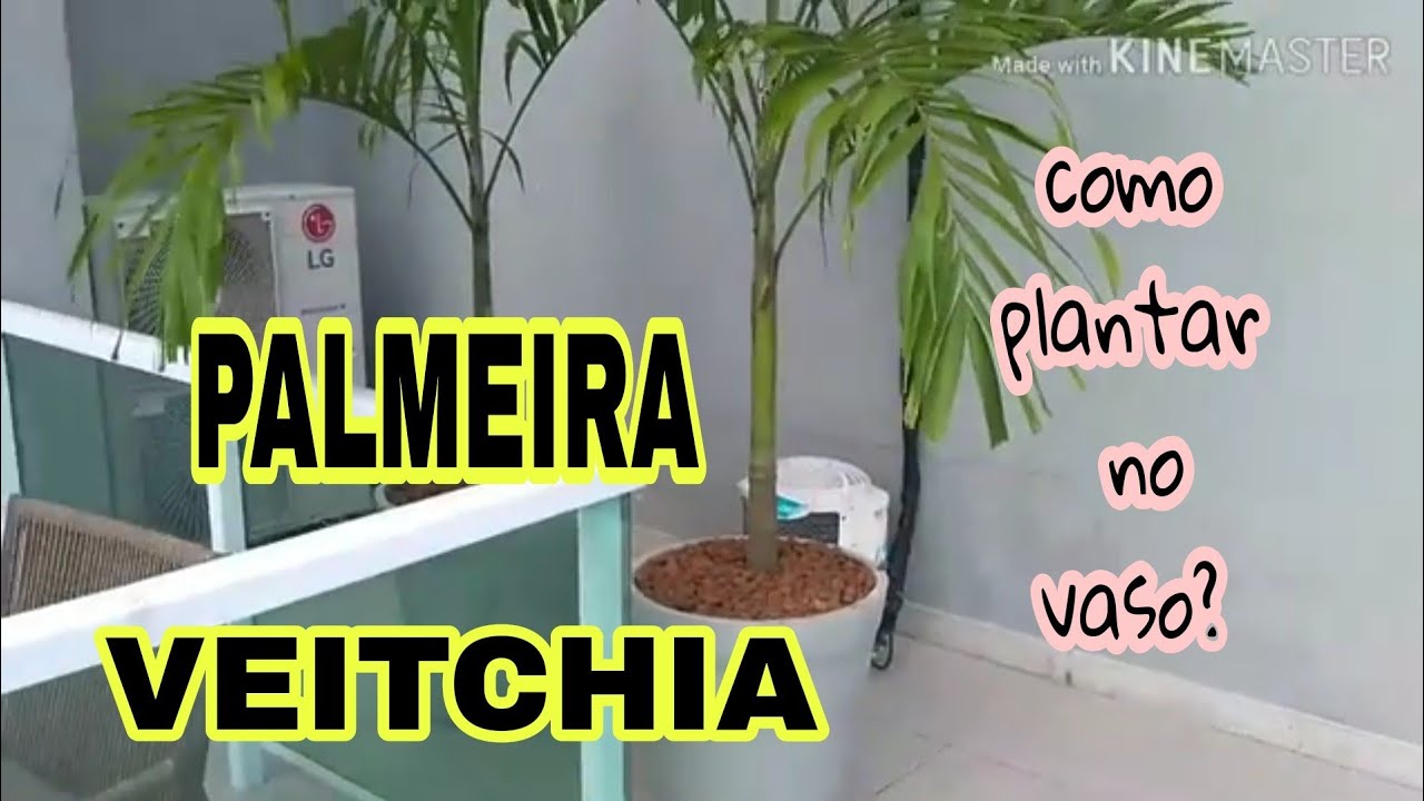 Palmeiras veitchia montagem no vaso