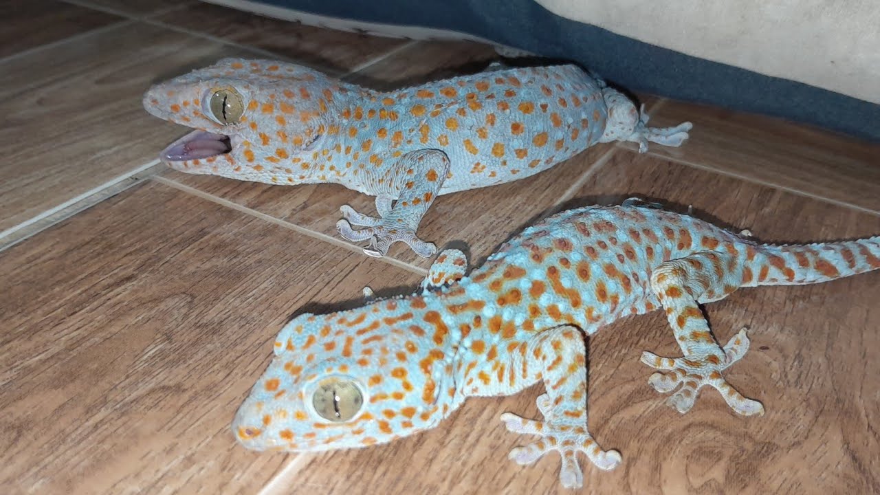 My Tin Gecko  đang phát trực tiếp!