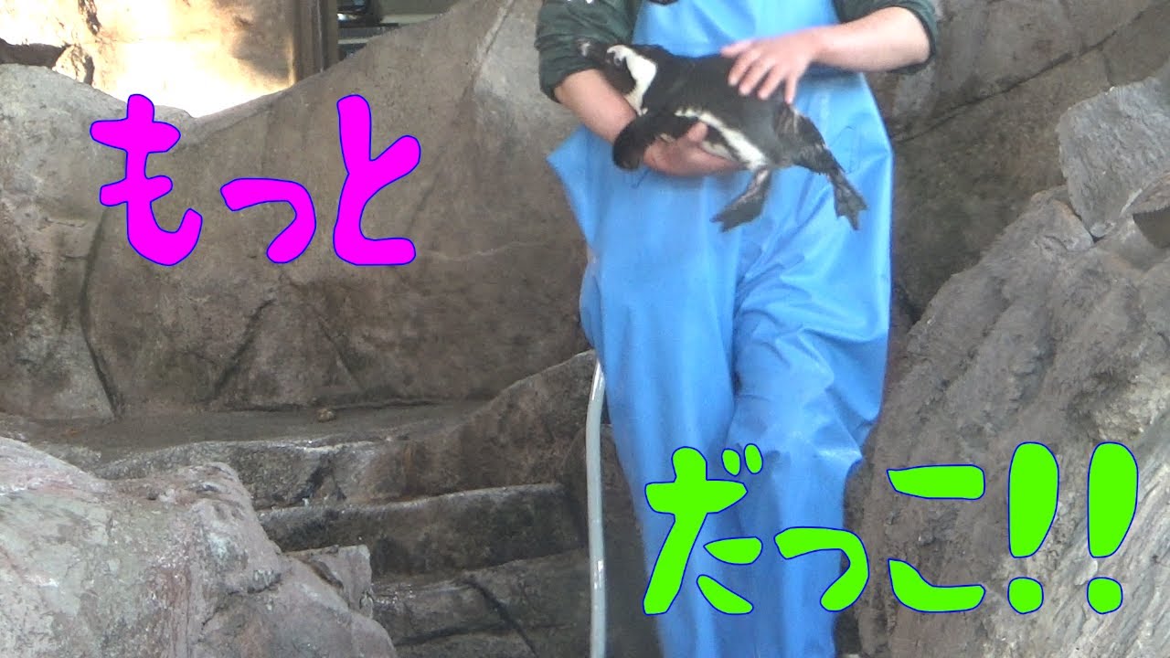 【抱っこペンギン】もっと抱っこしてもらおうとするペンギンのあぶら君