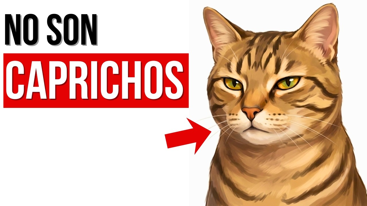7 cosas que tu gato hace por amor y tú las confundes con caprichos