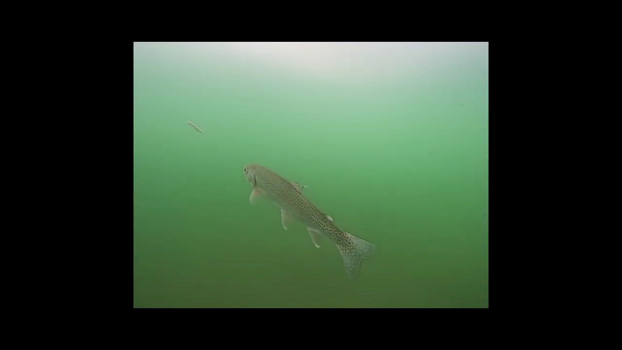 ICE FISHING WITH NW STEELHEADERS