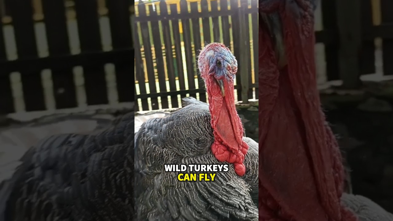 Why Turkeys Change Color?‼️🤔 #turkey #chicken #animals