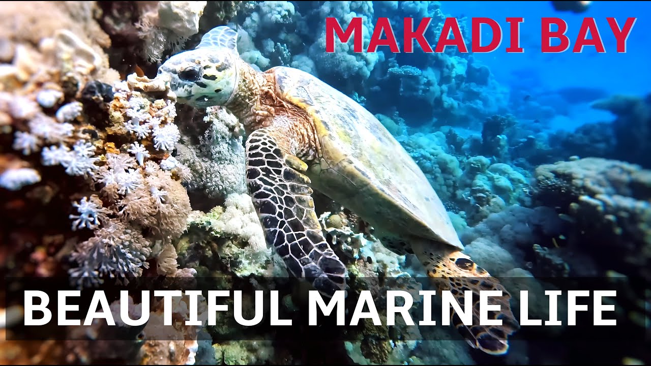 Scuba Diving Hurghada – Coral Reefs, Dolphins & More!