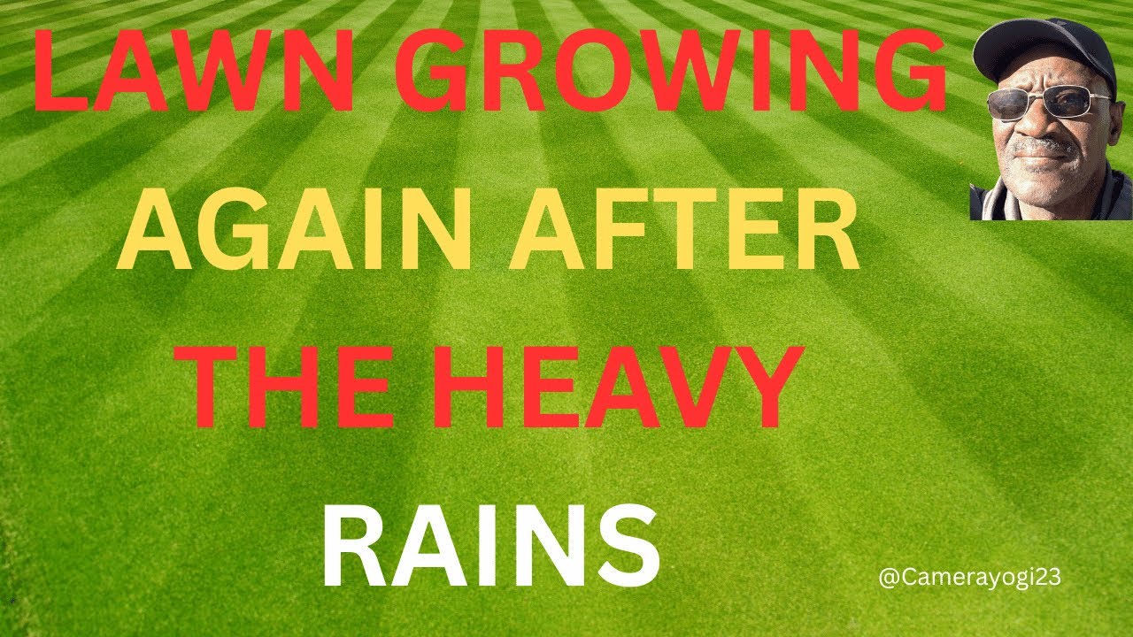 LAWN GROWING AGAIN AFTER THE HEAVY RAINS