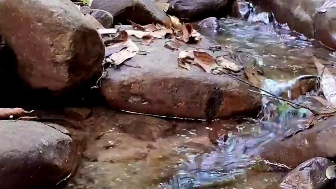 Beautiful Forest Stream Sounds/Nature Ambience For Relaxation.