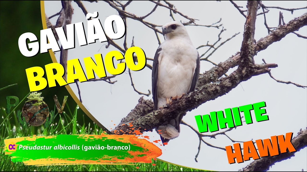 Gavi&atilde;o branco Pseudastur albicollis. &Uacute;nico v&iacute;deo dele cantando at&eacute; o momento. White Hawk