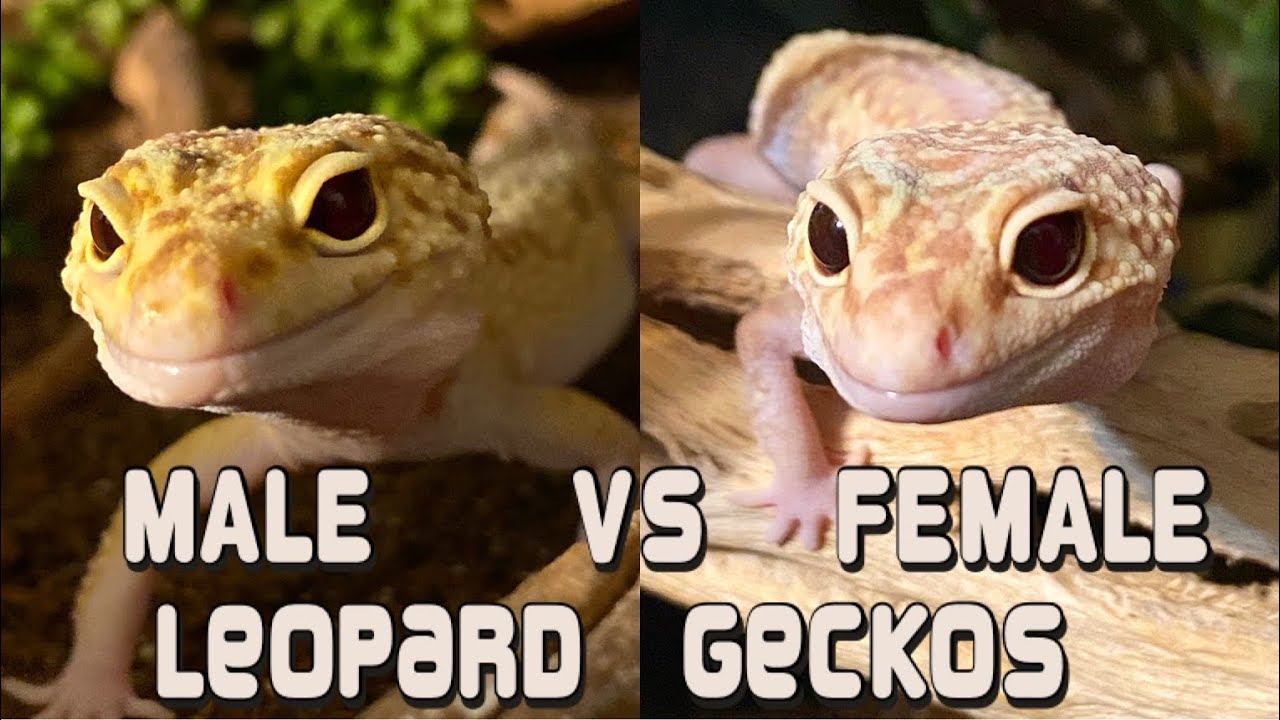 Male vs Female Leopard Geckos | Which Make Better Pets?