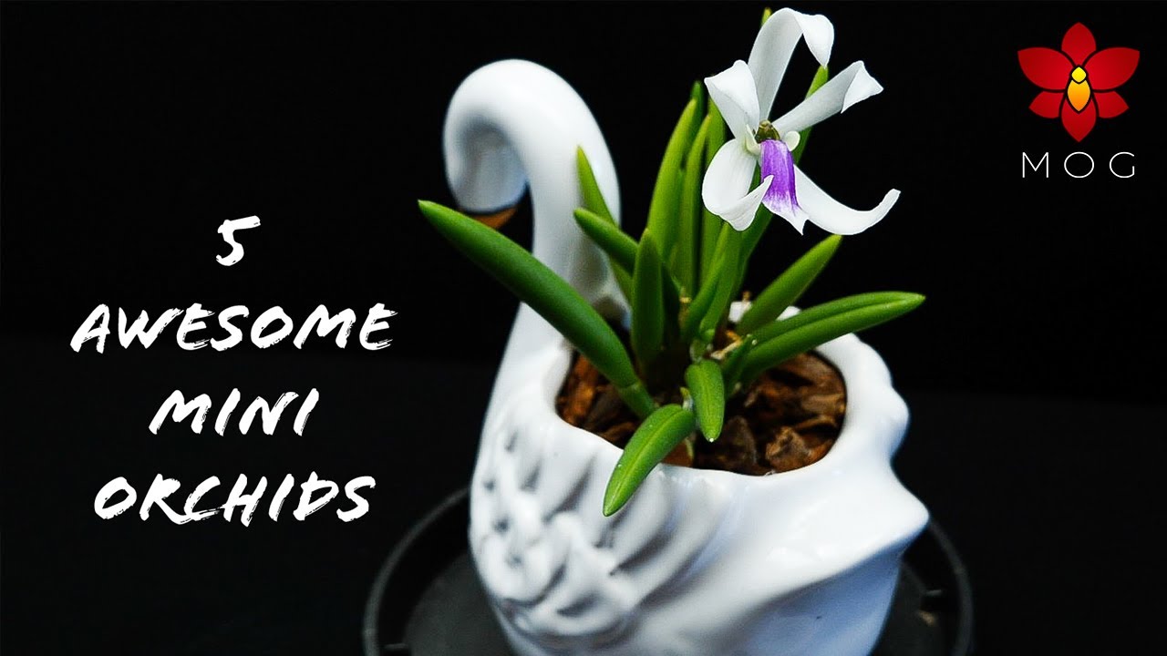 5 awesome Mini Orchids you should know about!