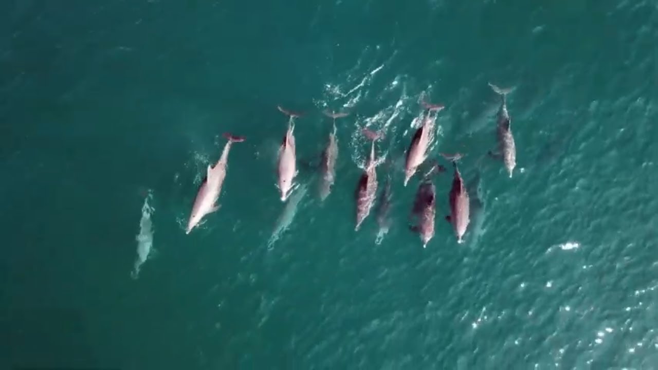 SUPing with DOLPHINS and SURFING in Krui, Sumatra, Indonesia - Ep# 107