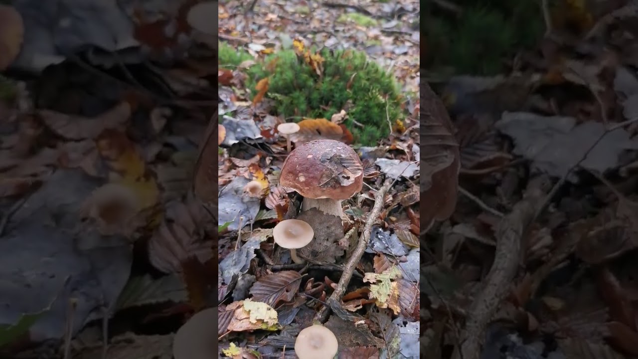 #cepes #champignons #mushrooms #boletusedulis #грибы #funghiporcini #ciuperci #forest #shorts