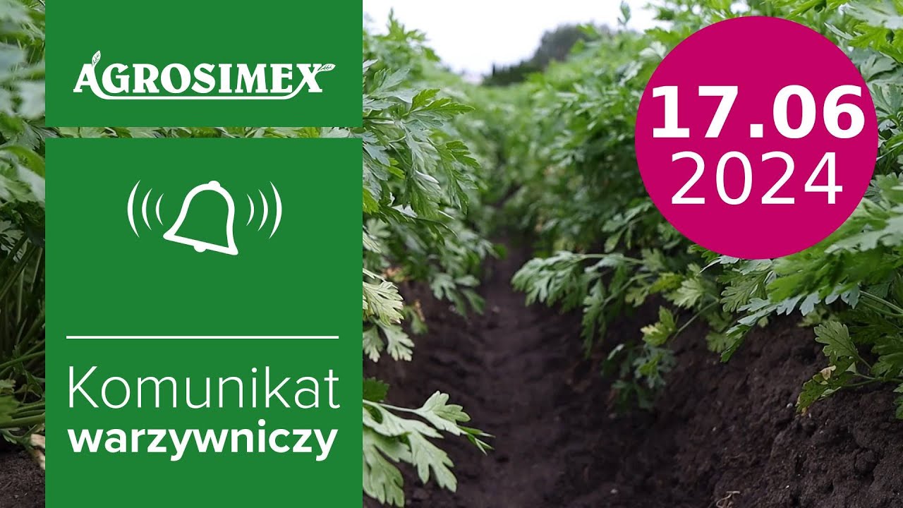Pietruszka - efekty zastosowania technologii nawożenia - komunikat warzywniczy | Agrosimex